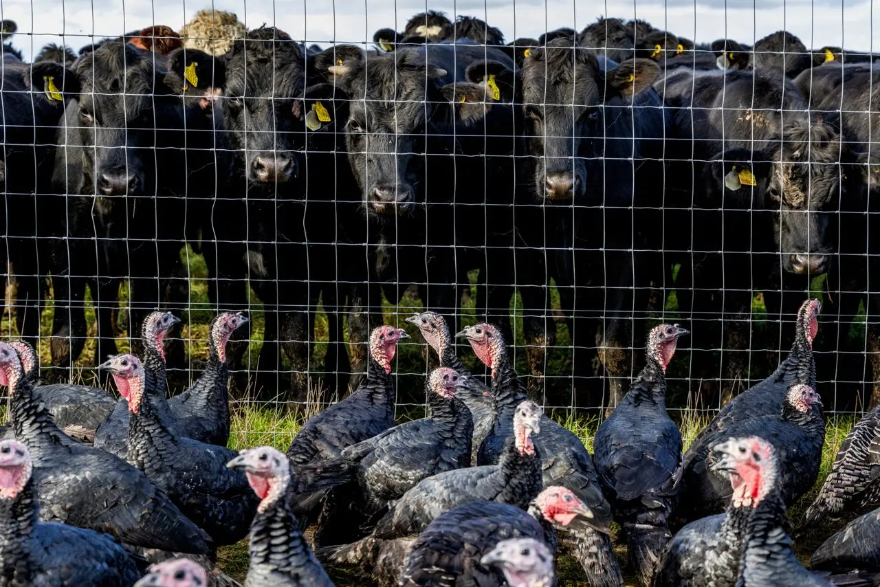 Walters Turkeys photo 4