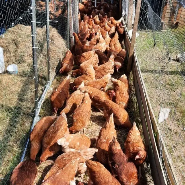 Mavush Poultry Farm main photo