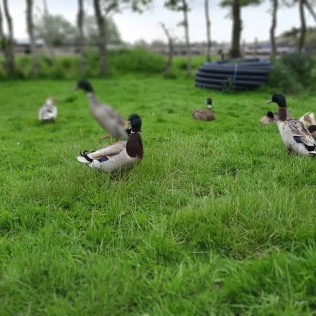 Mavush Poultry Farm photo 2