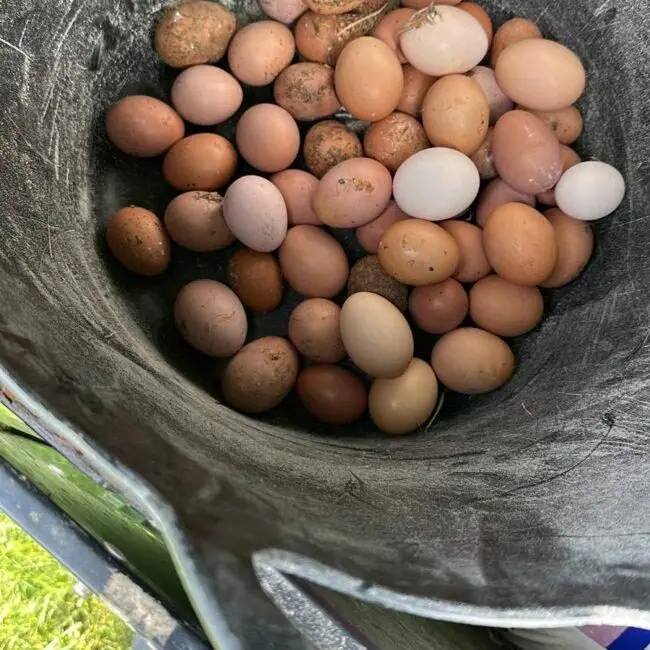 Mavush Poultry Farm photo 3