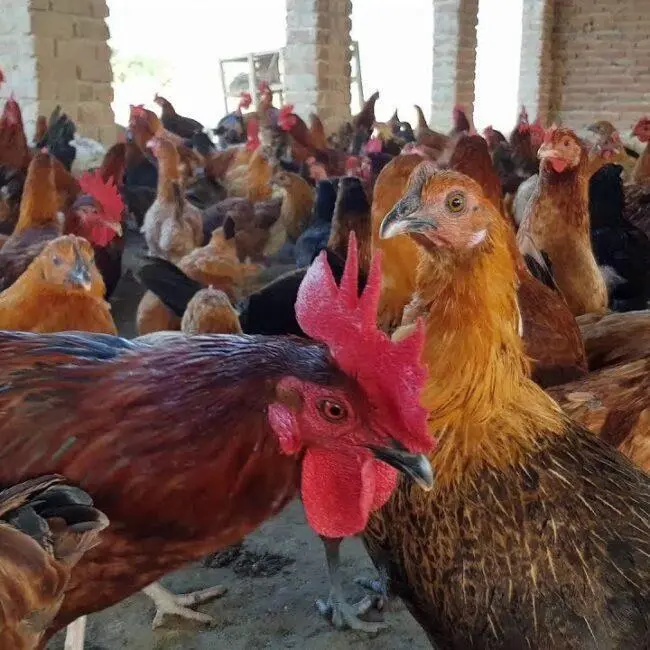 Mavush Poultry Farm