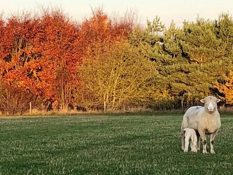 Emma's Ewesful Acres photo 3