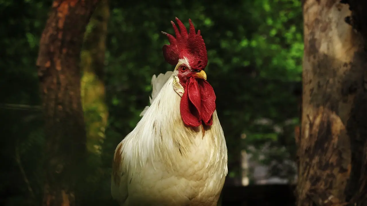 Williams of Newgate Farm
