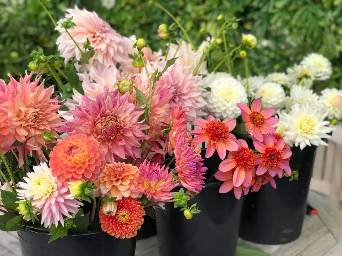 The Cornish Flower Patch