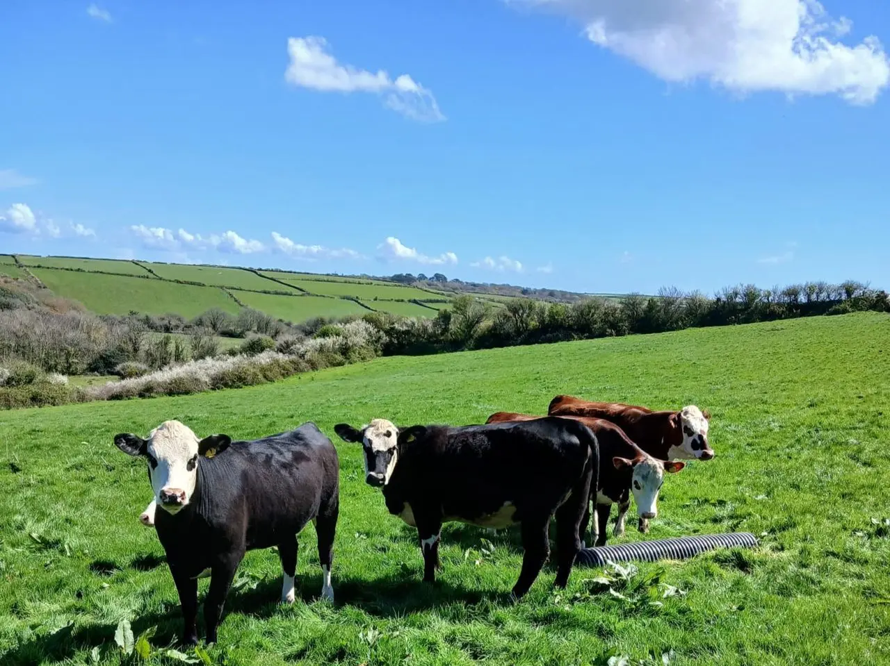 St Buryan Farm Shop photo 1