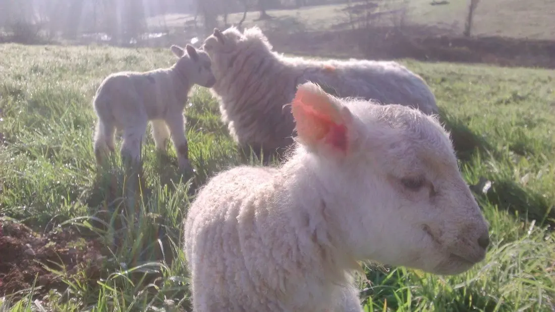 Jolly Farm photo 2