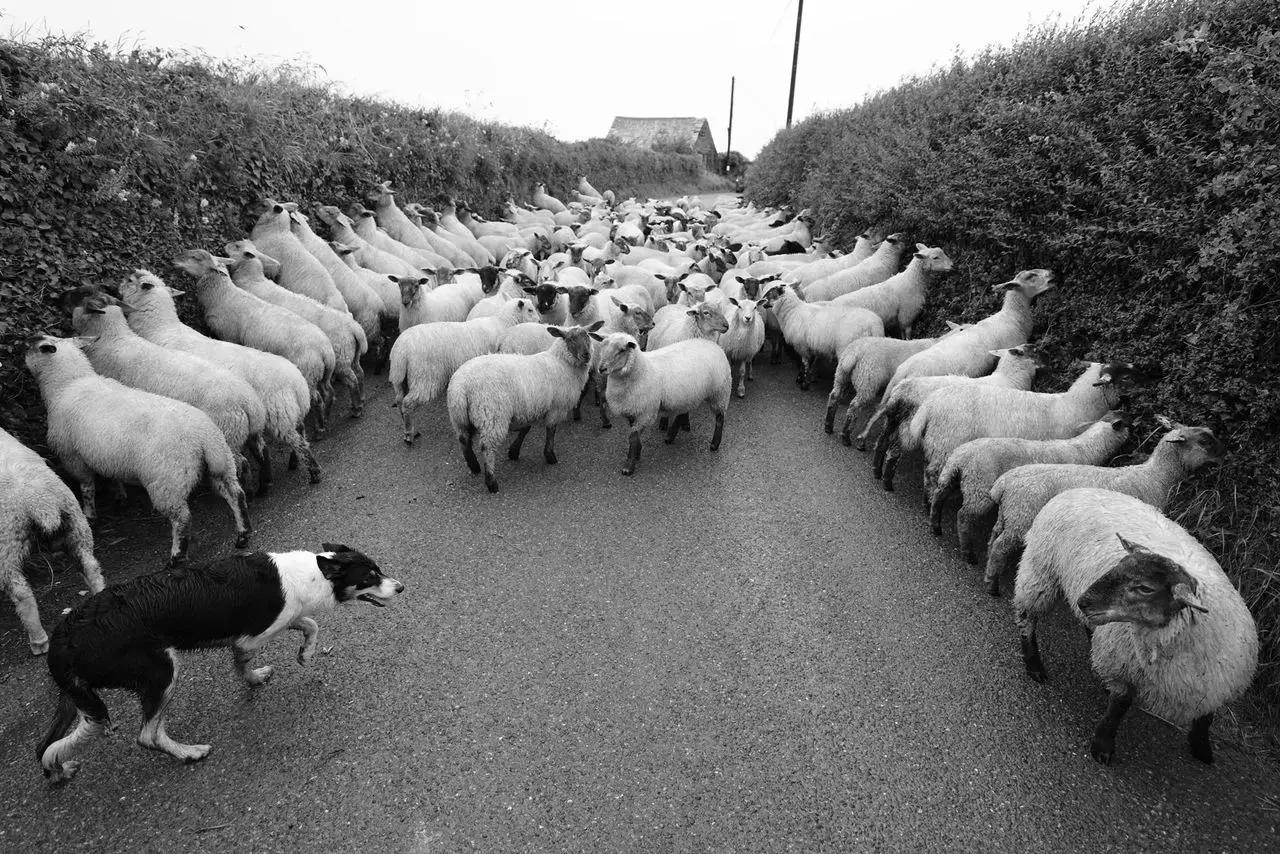 Padstow Farm Shop photo 2