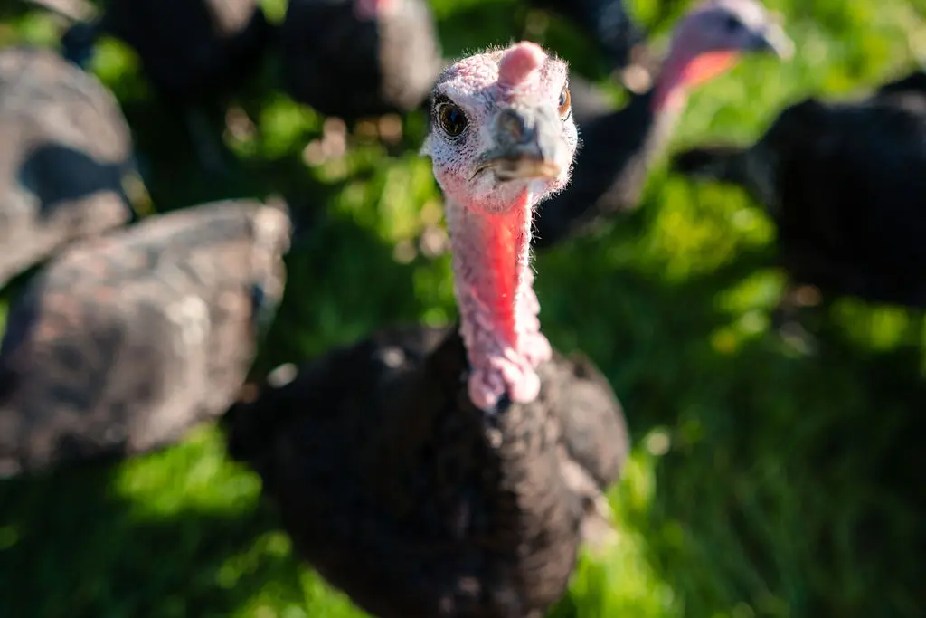 Treway Farm photo 4