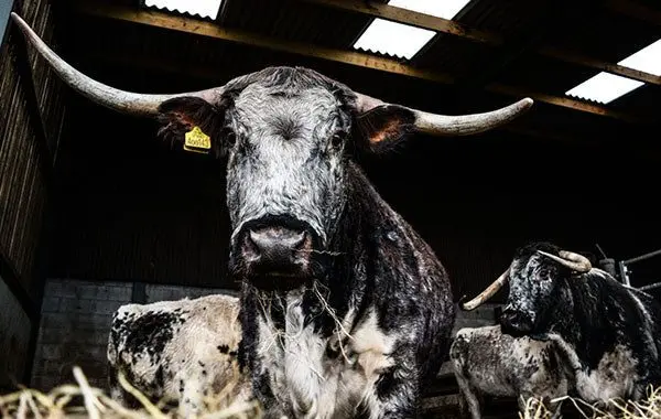 The Lambing Shed Farm Shop & Kitchen photo 1