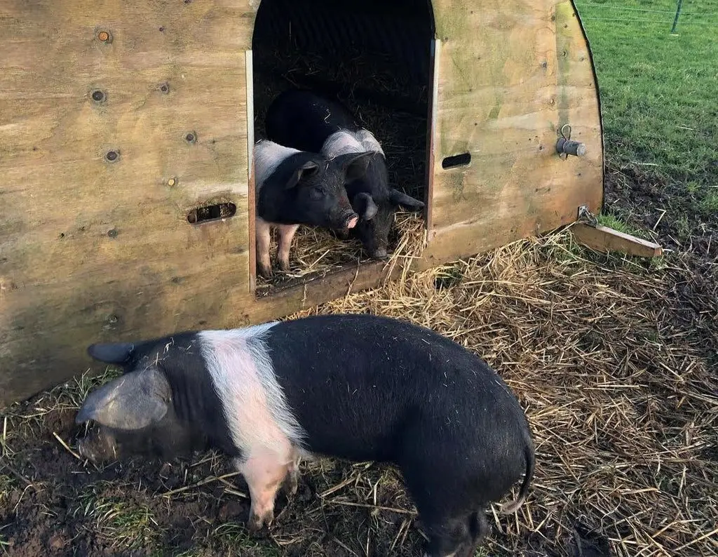 The Lambing Shed Farm Shop & Kitchen photo 2