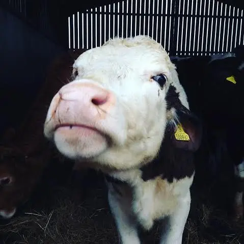 Skinners Farm photo 2