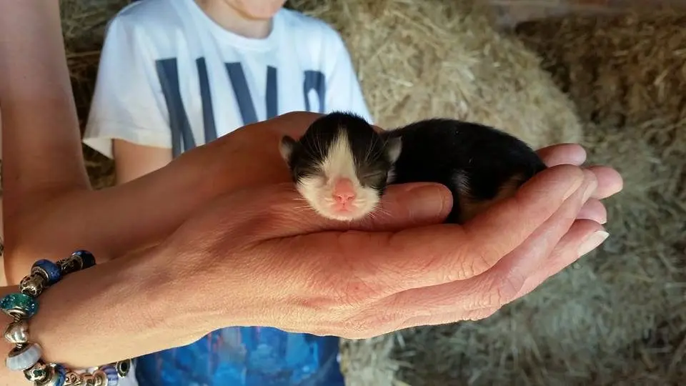Skinners Farm photo 3