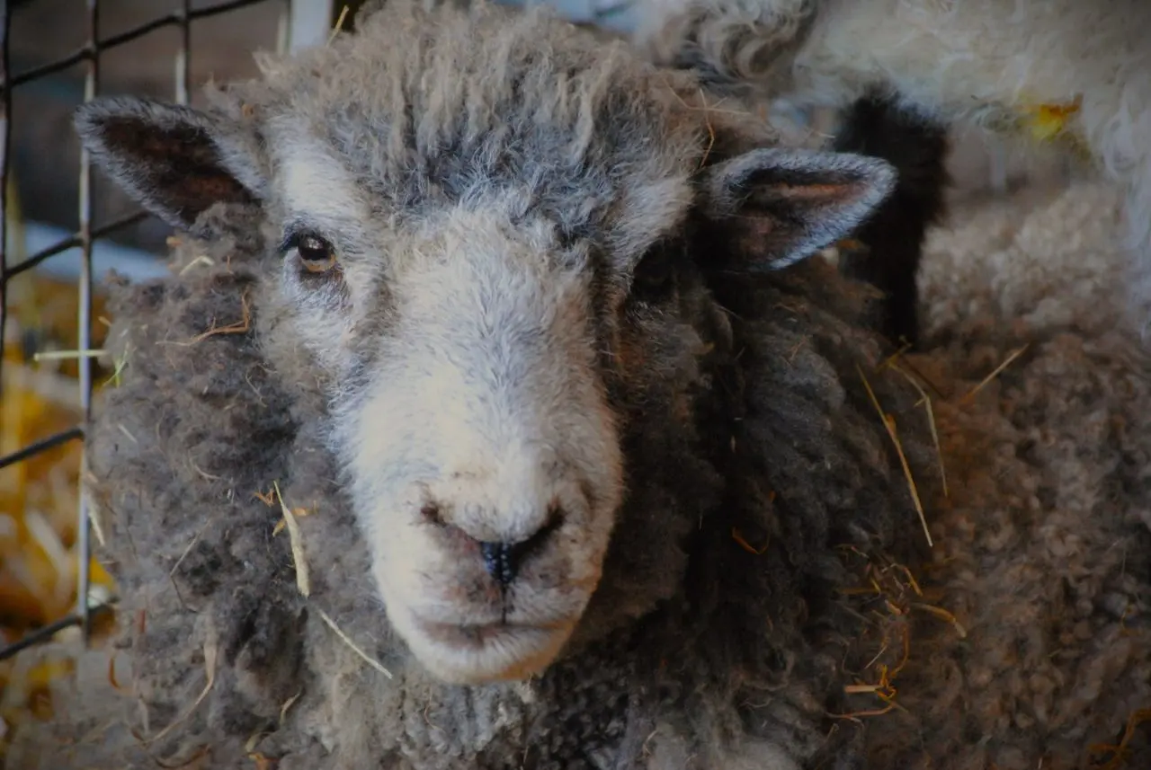 Glebe Farm photo 1