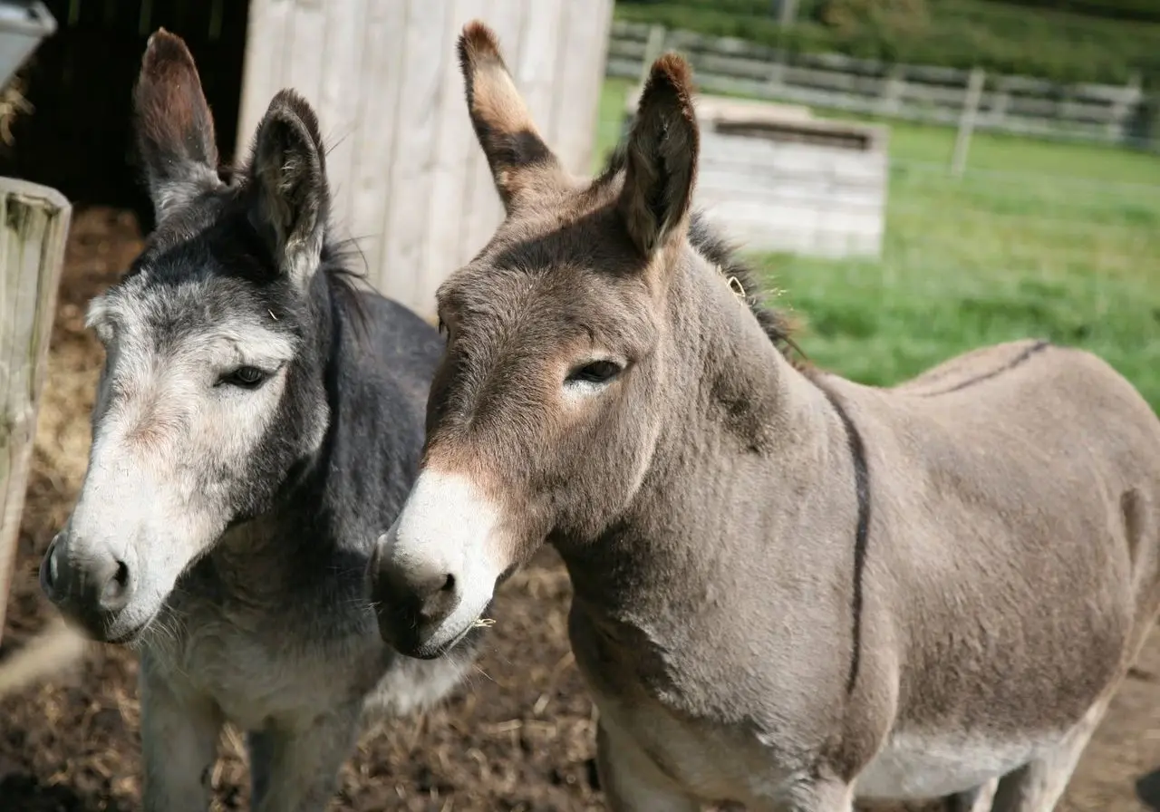 Glebe Farm photo 2