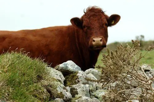 Higher Trenowin Farm photo 2