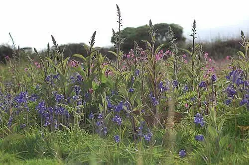 Higher Trenowin Farm photo 4