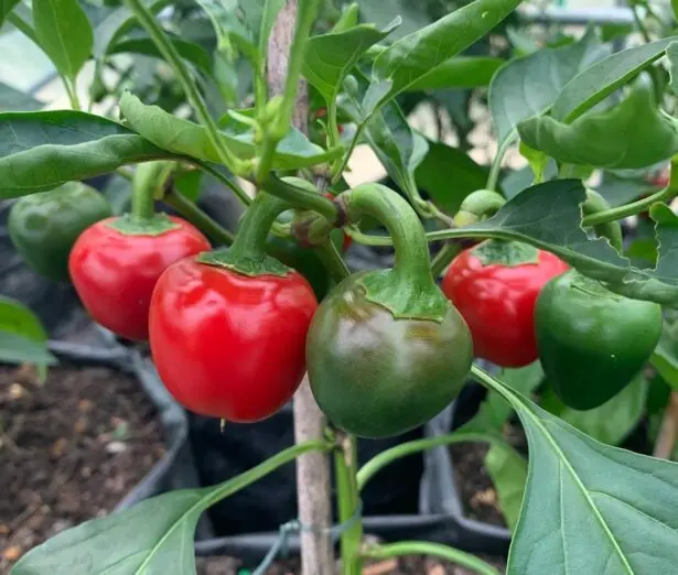 Cornish Chillies main photo