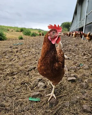 Castle Farm photo 4