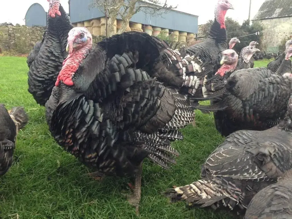 Ty Poeth Farm photo 1