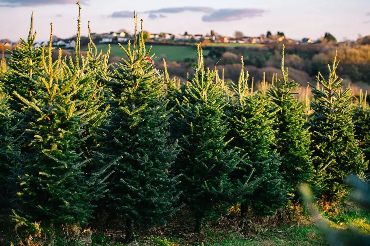 Gower Fresh Christmas Trees photo 2