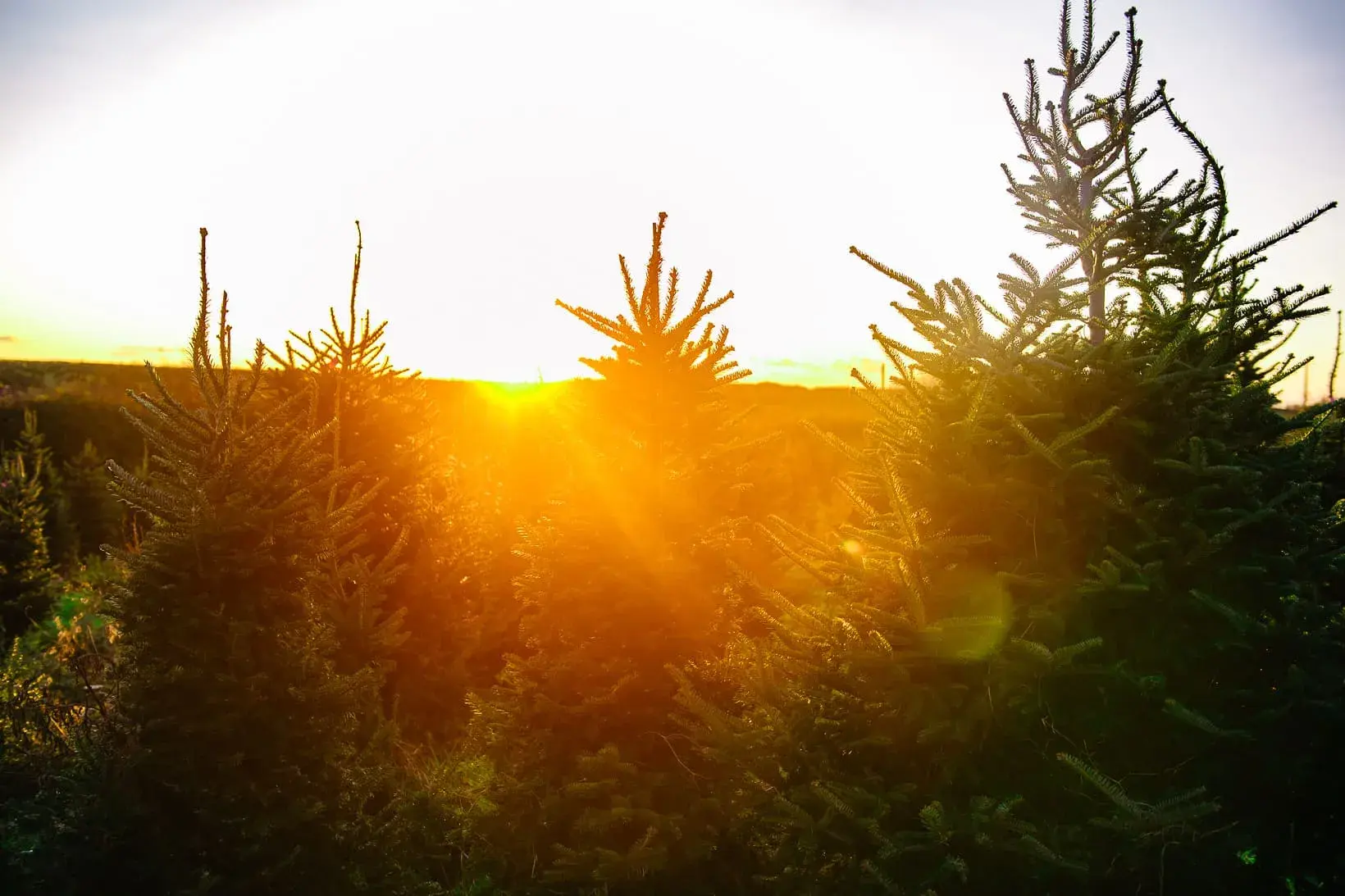 Gower Fresh Christmas Trees photo 4