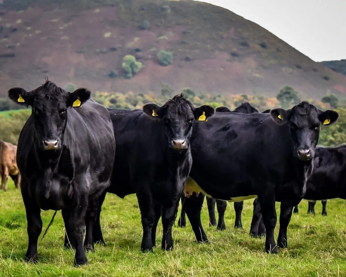 Hindwell Farm Meats main photo