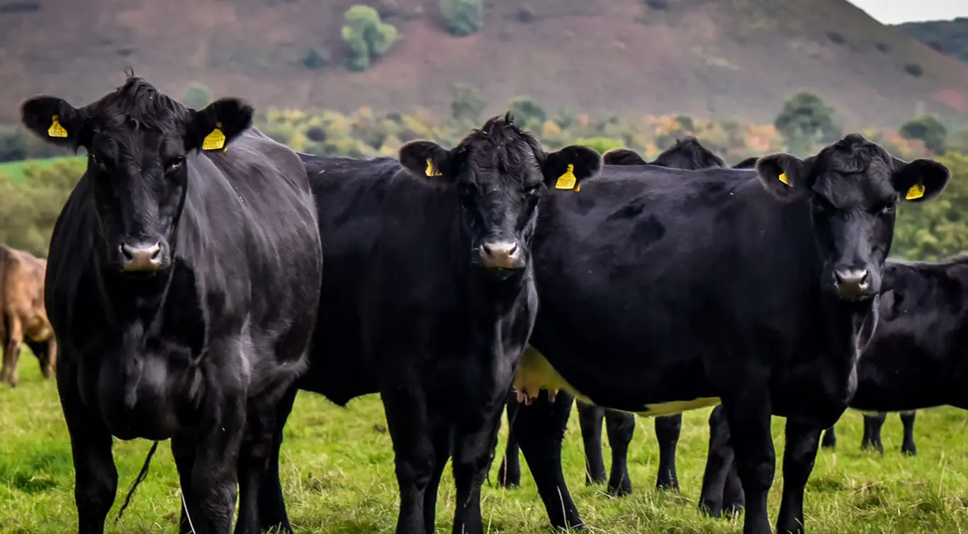 Hindwell Farm Meats