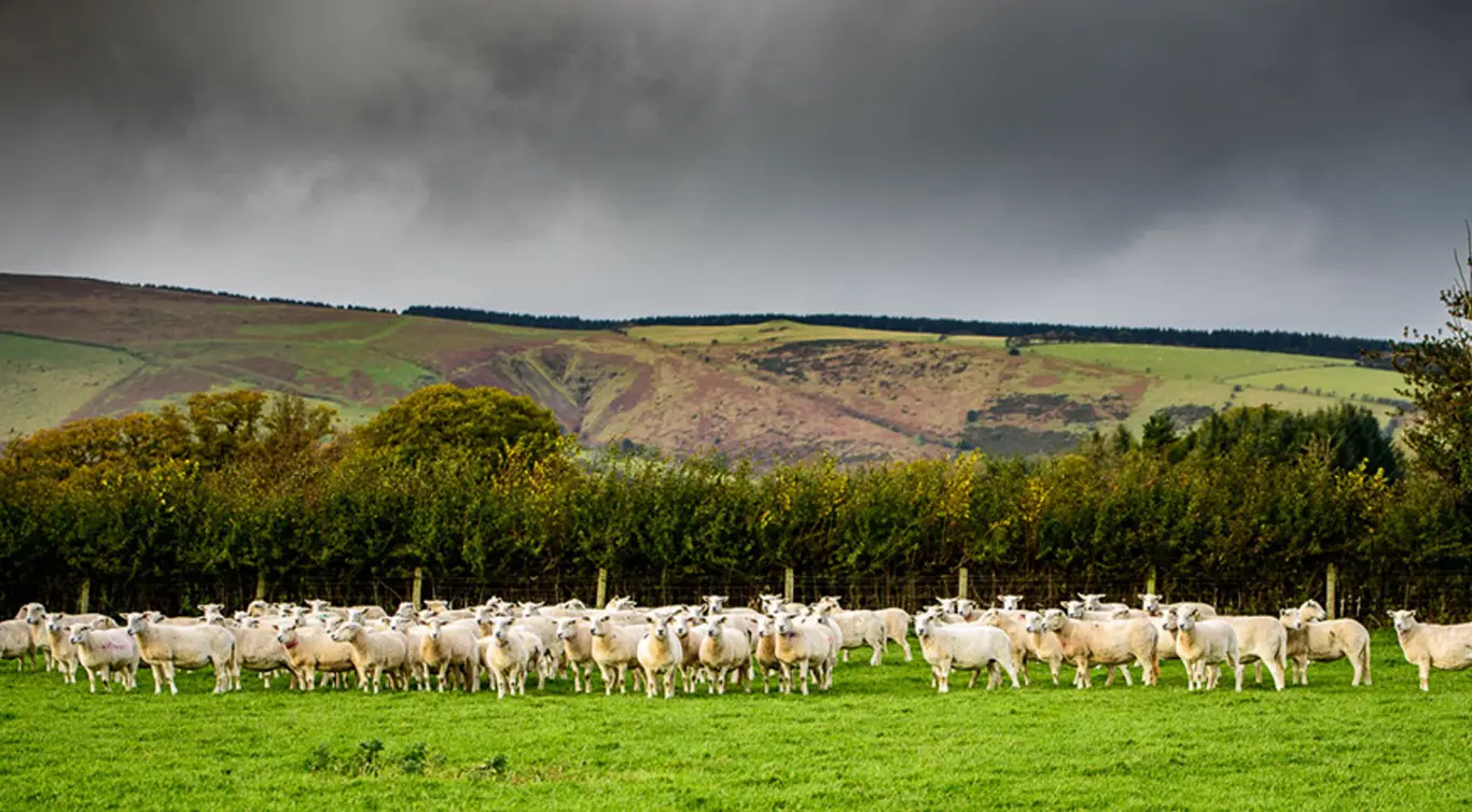 Hindwell Farm Meats photo 2