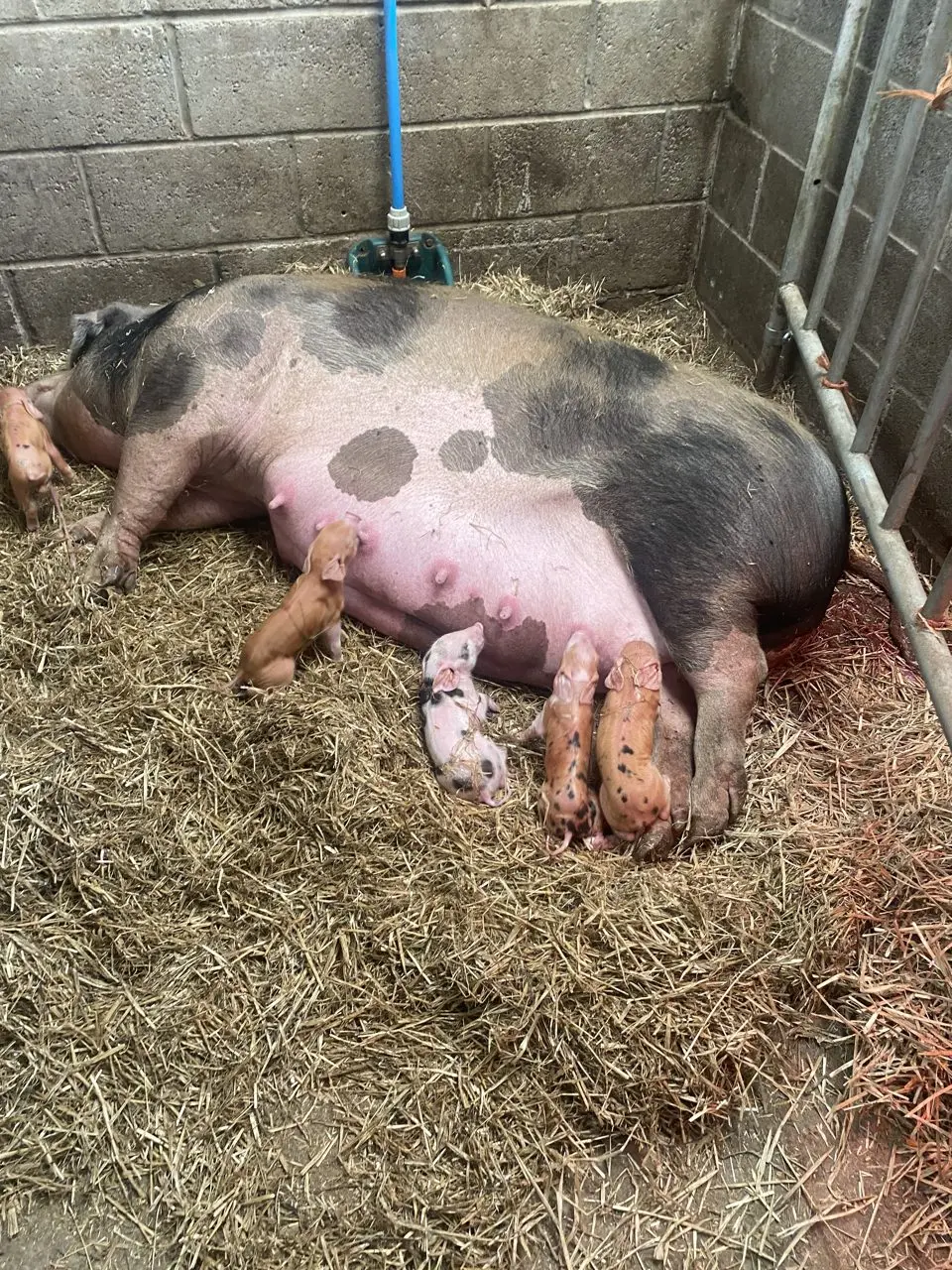 Garnic Farm photo 1