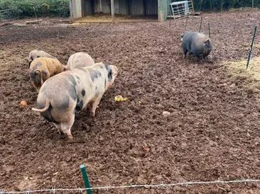 Garnic Farm photo 3