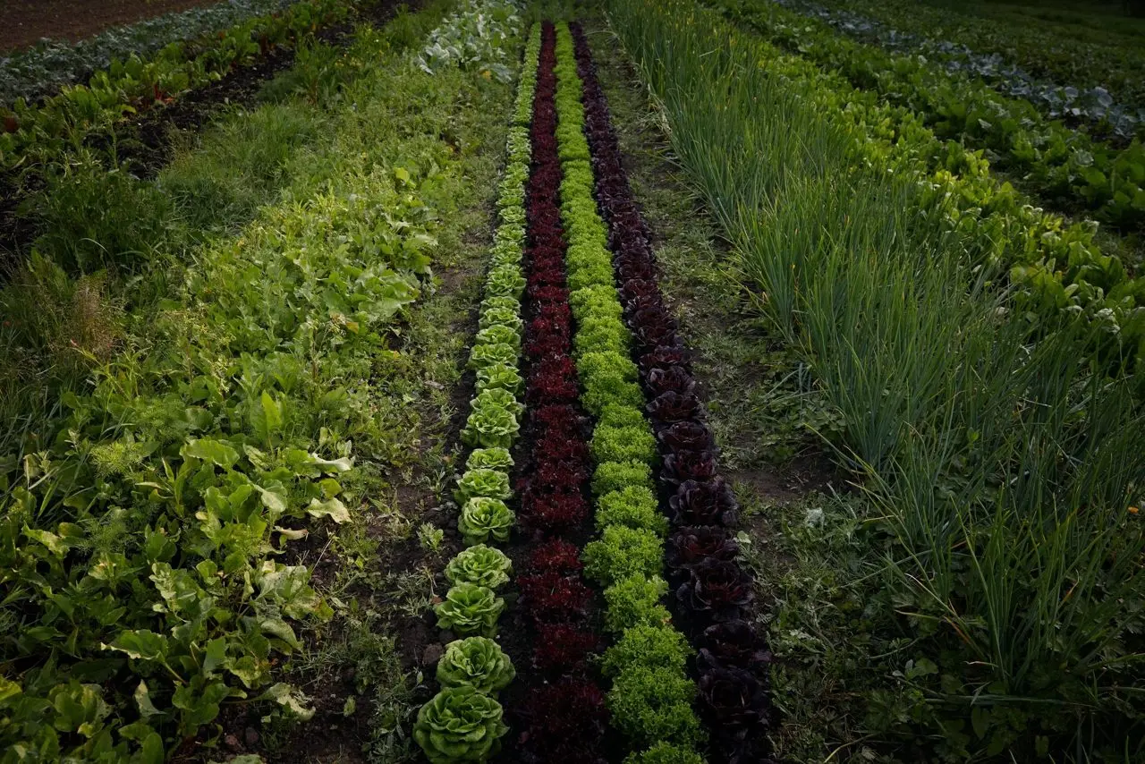 Slade Farm Organics main photo