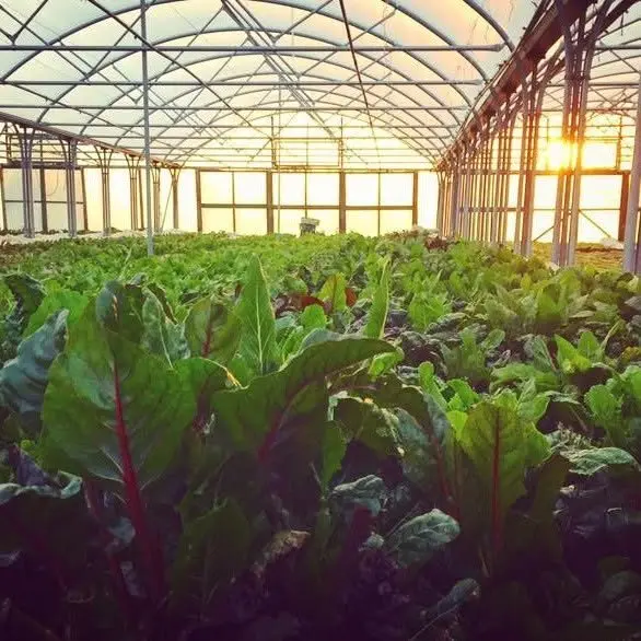 Blaencamel Organic Farm main photo