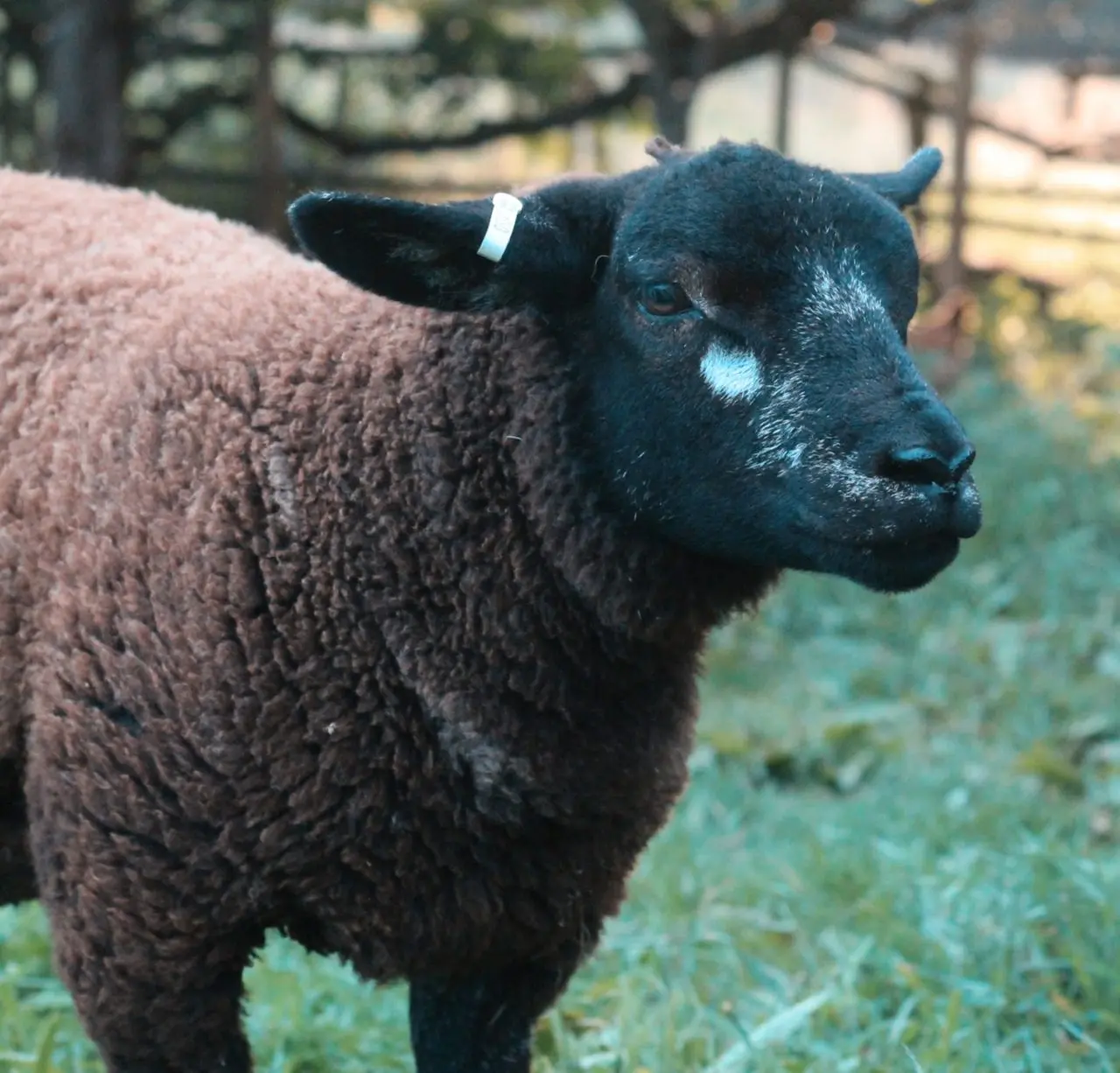 Stell House Farm photo 2