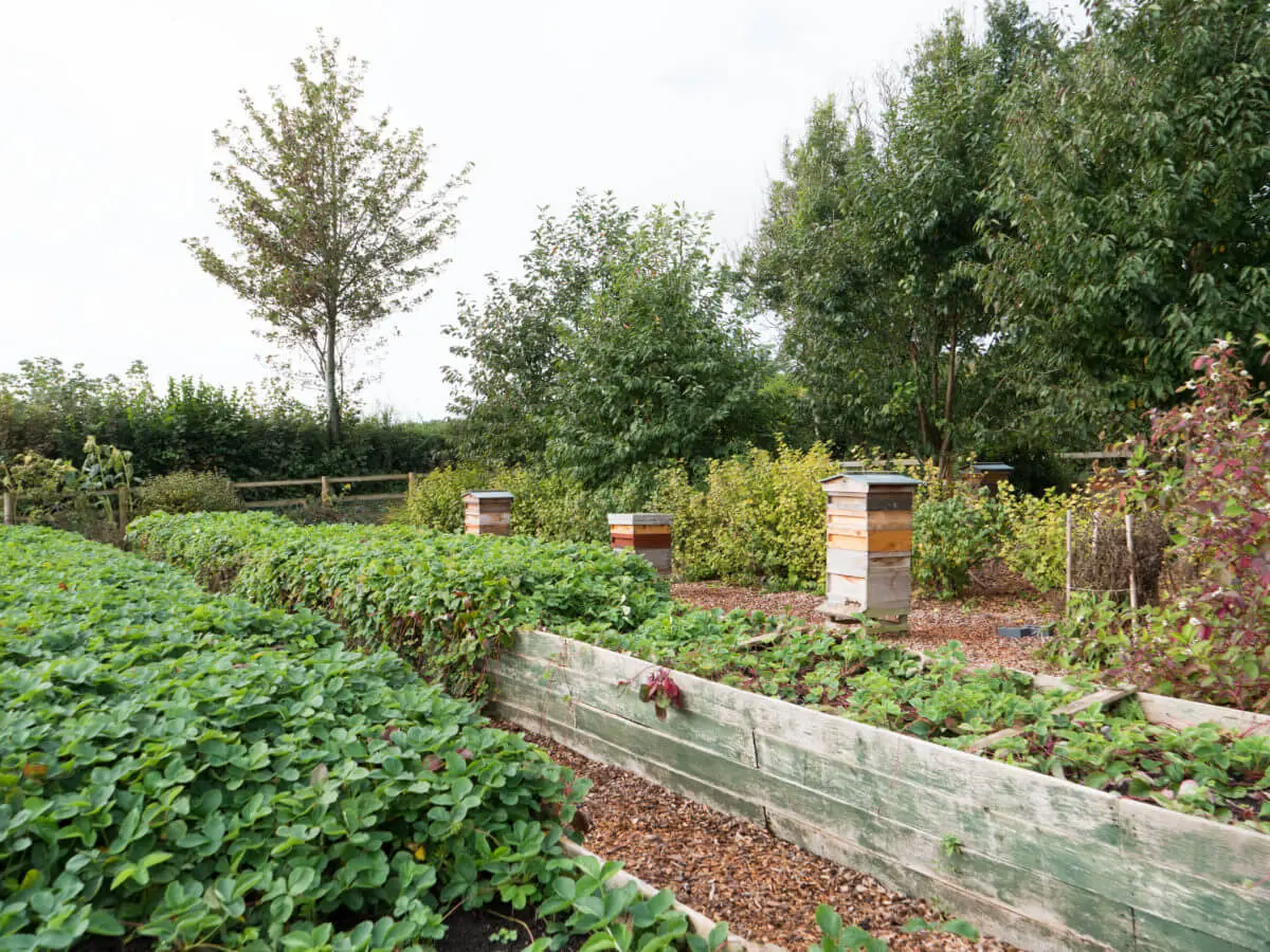 Parc Y Bocs Farm Shop