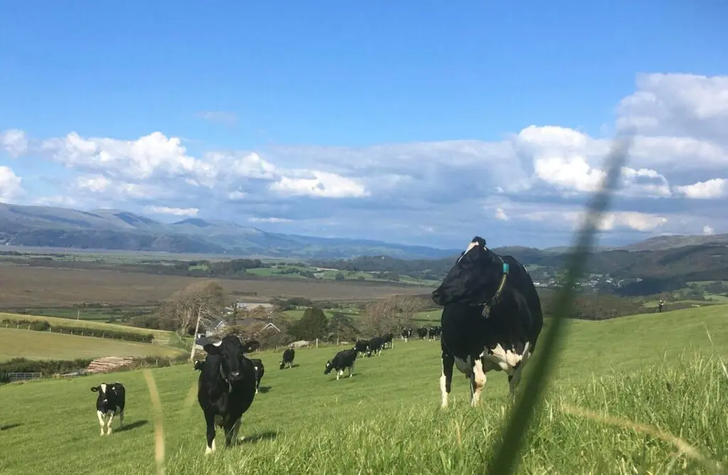 Jenkins Family Milk (Llaeth Jenkins Milk) photo 4