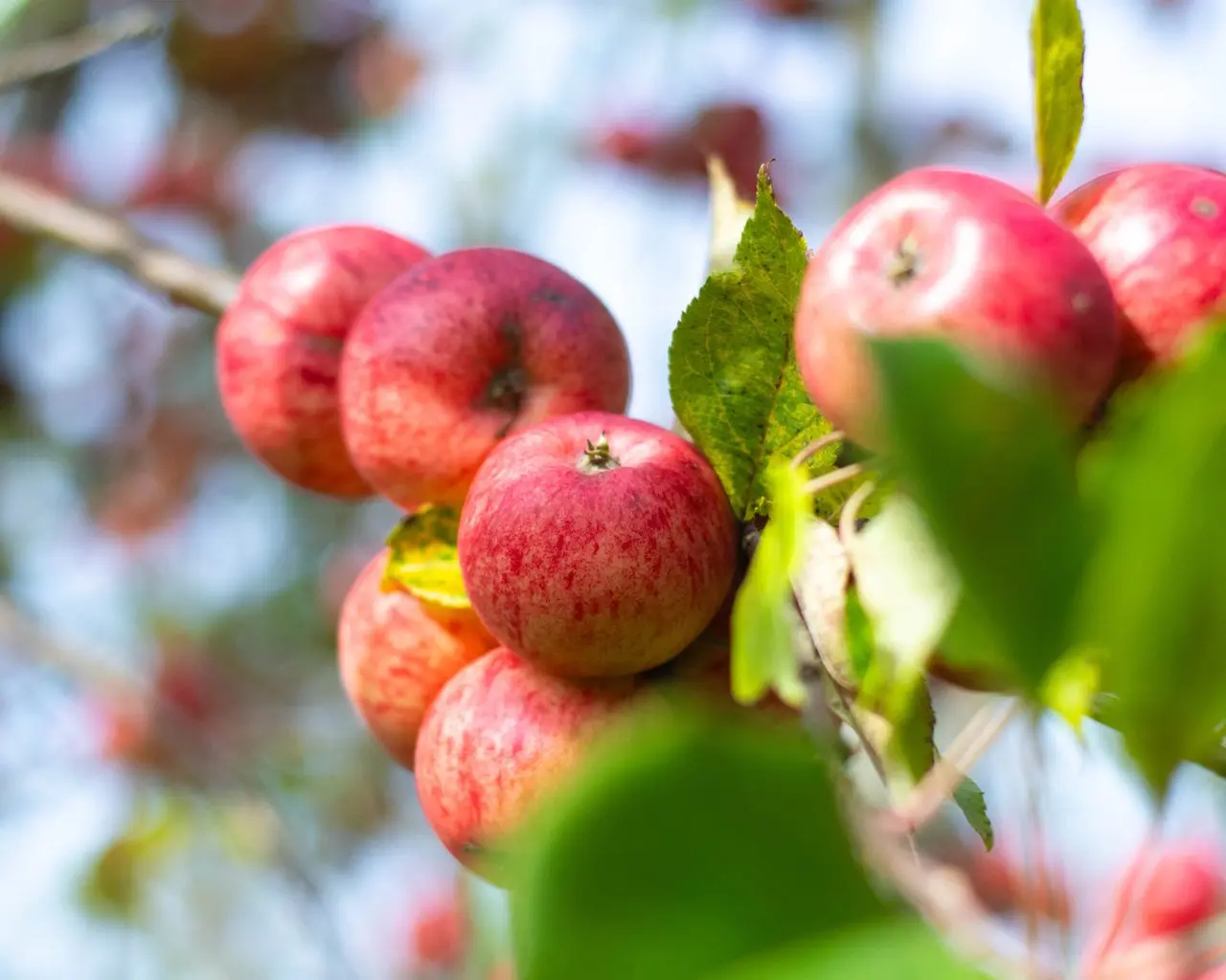 Ty Madoc Cider Farm (The Wobbly Owl) photo 1