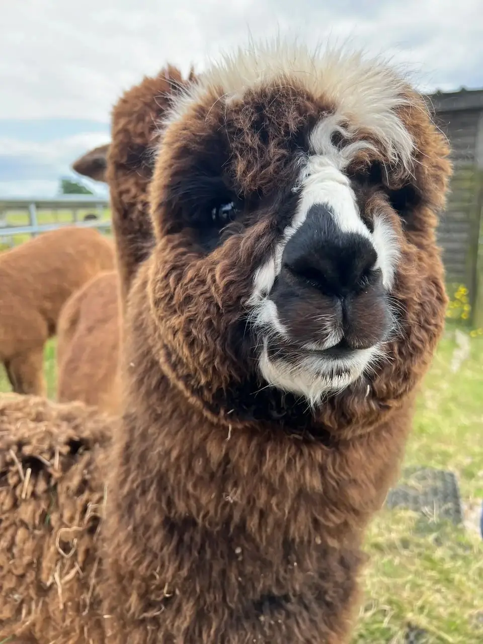 Mulberry Alpacas main photo