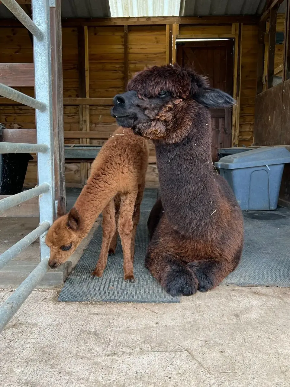 Mulberry Alpacas photo 1
