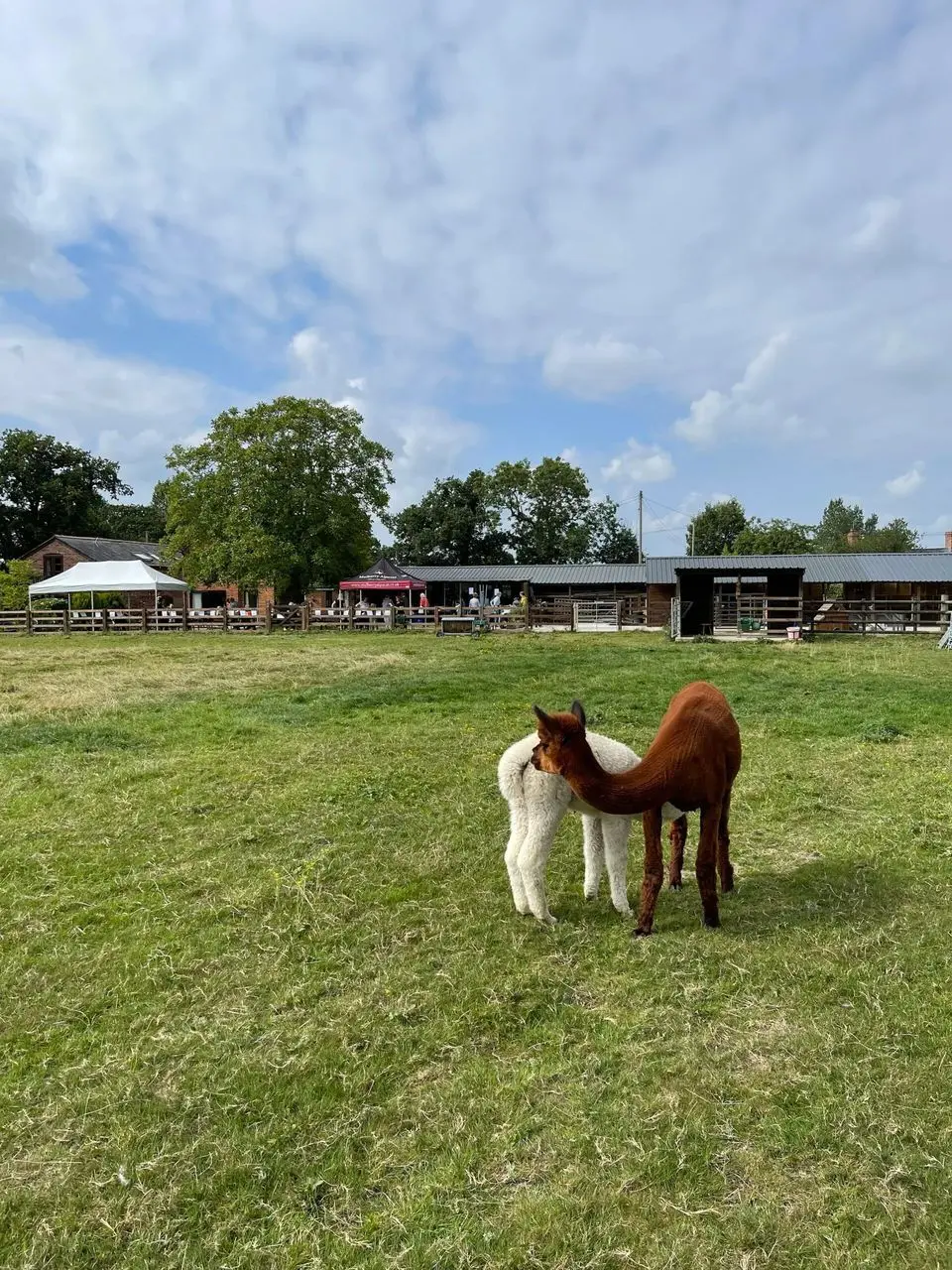 Mulberry Alpacas photo 2