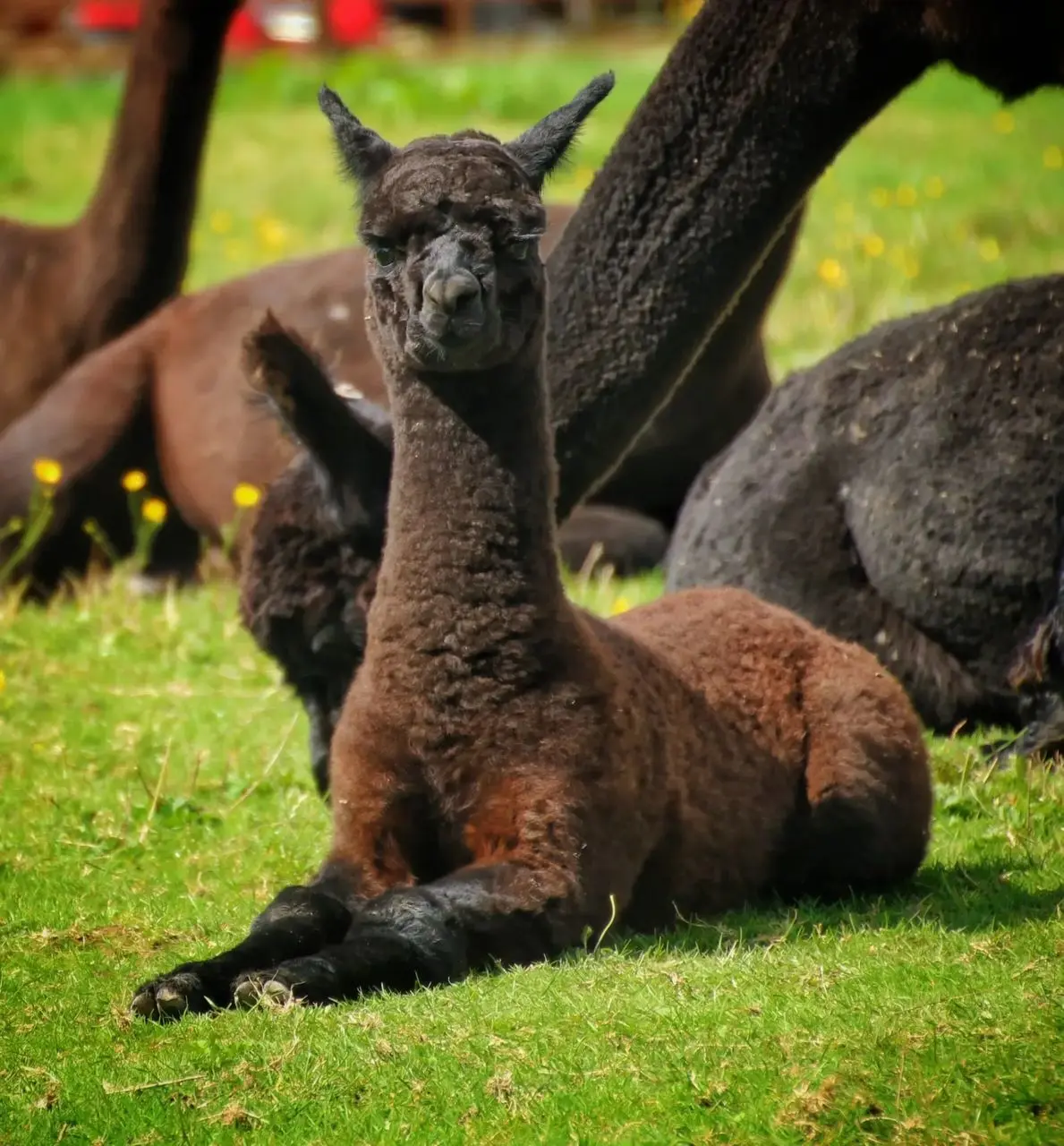 Mulberry Alpacas photo 3