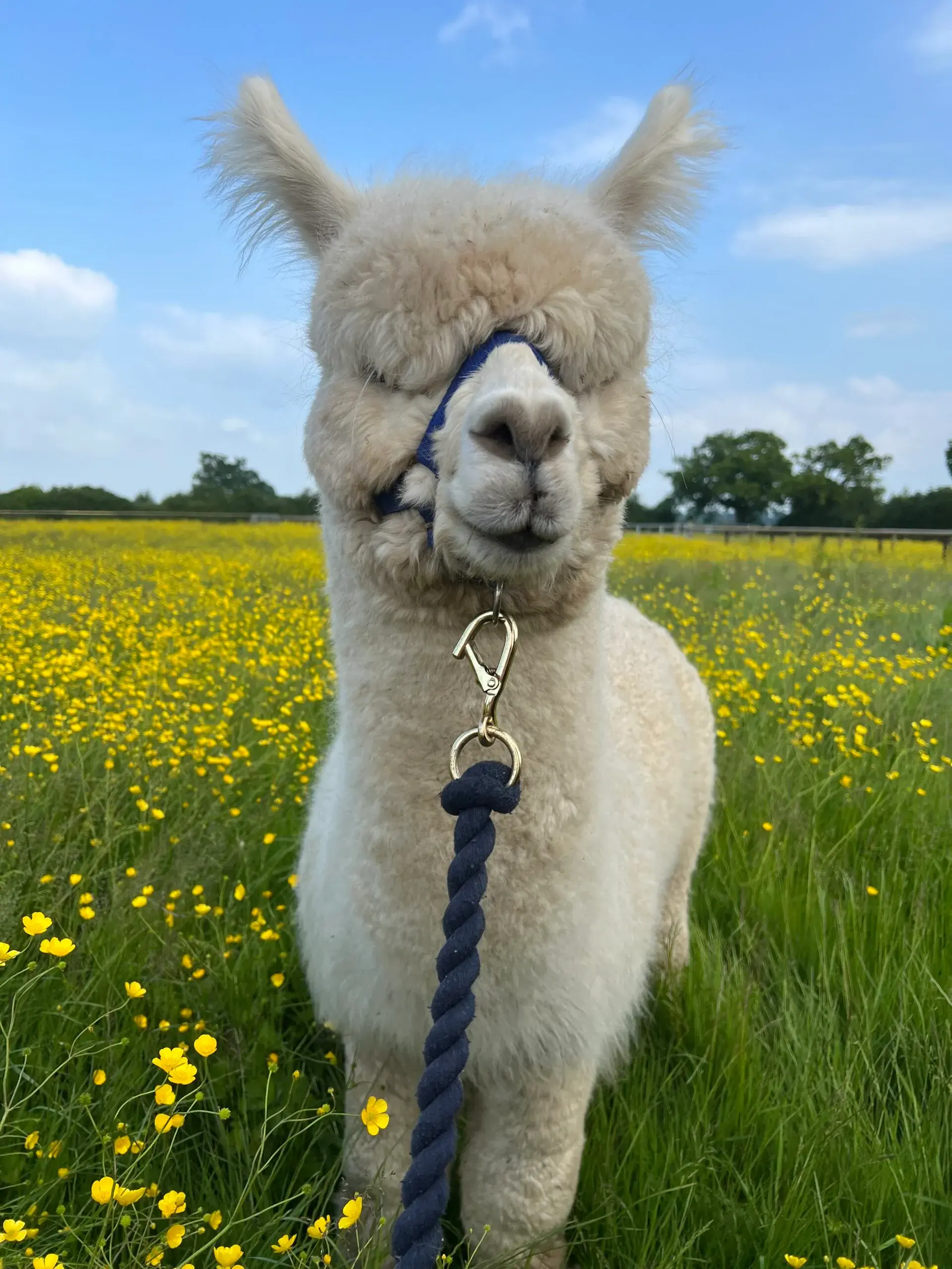 Mulberry Alpacas photo 4