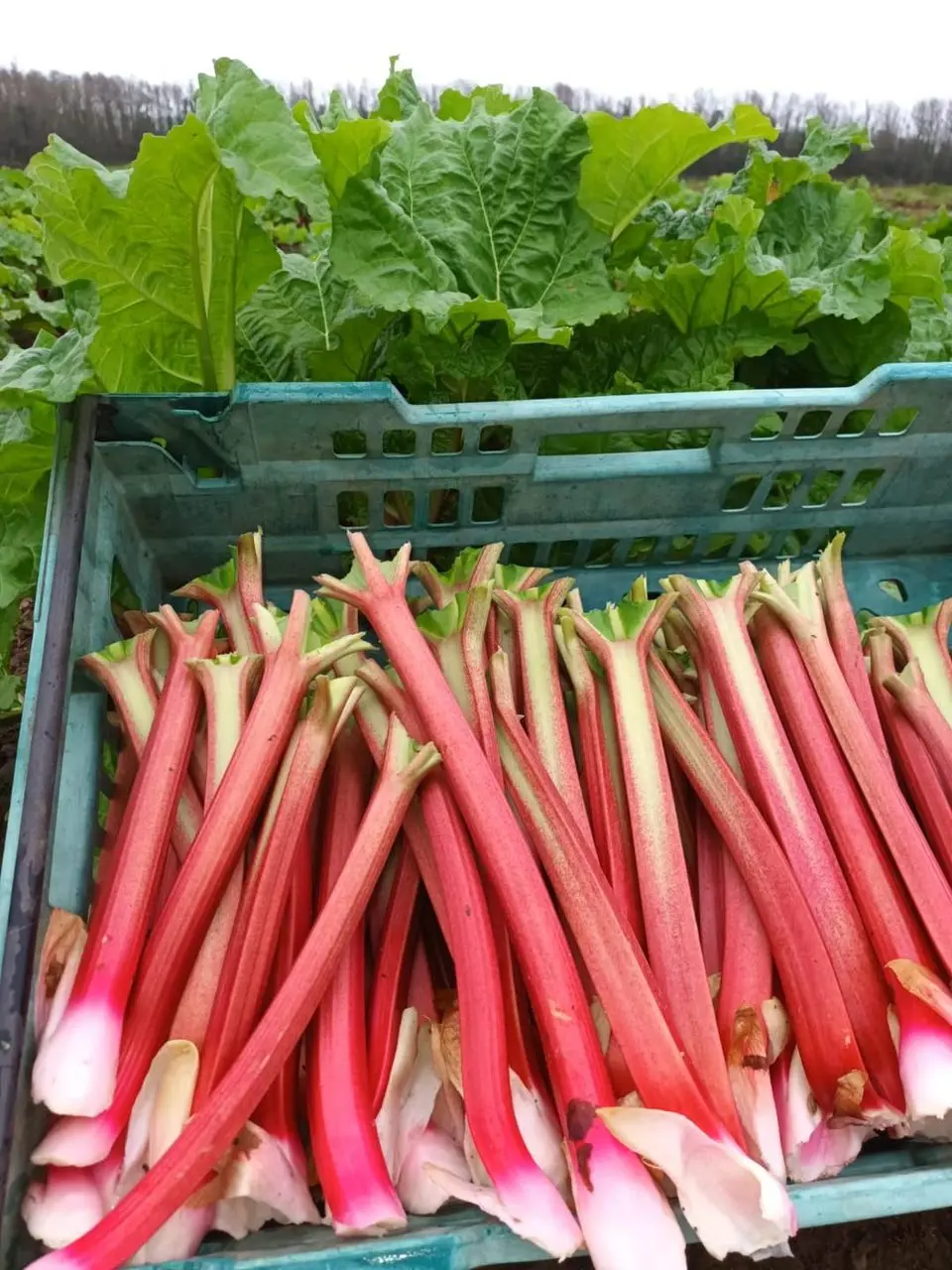 Hooton's Homegrown Farm Shop (Llanfairpwll) photo 4