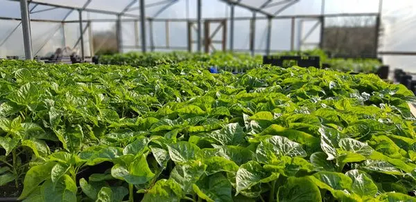 Pembrokeshire Chilli Farm photo 1