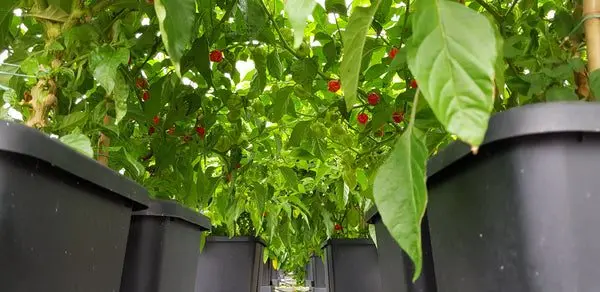 Pembrokeshire Chilli Farm photo 2