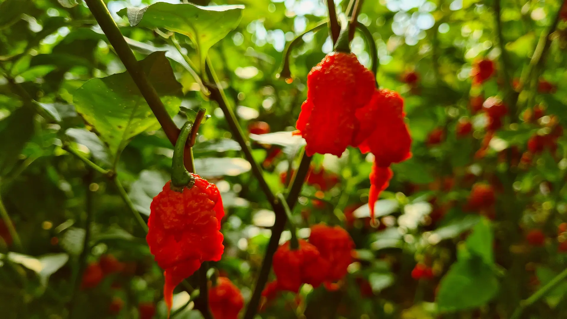 Pembrokeshire Chilli Farm photo 3