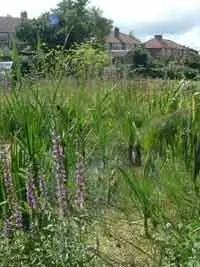 Glebelands Market Garden photo 3