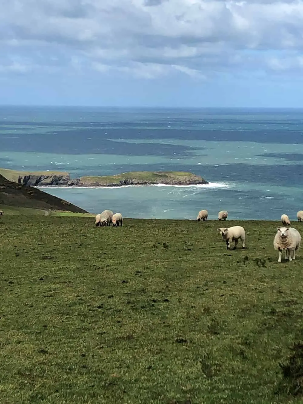 Farmgate Llangrannog photo 3