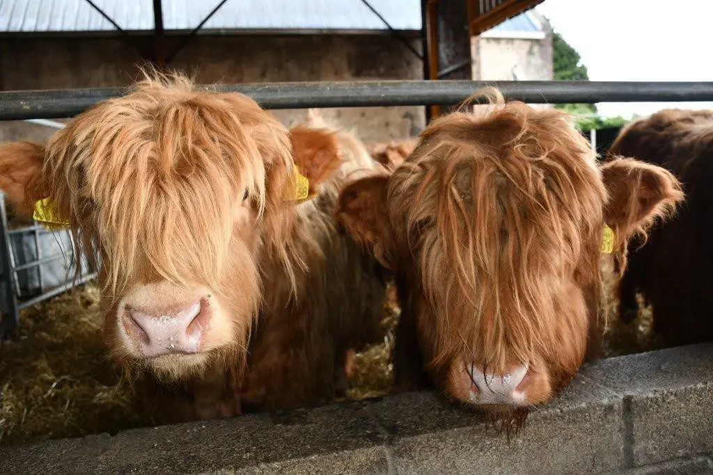 Aberdeenshire Highland Beef main photo