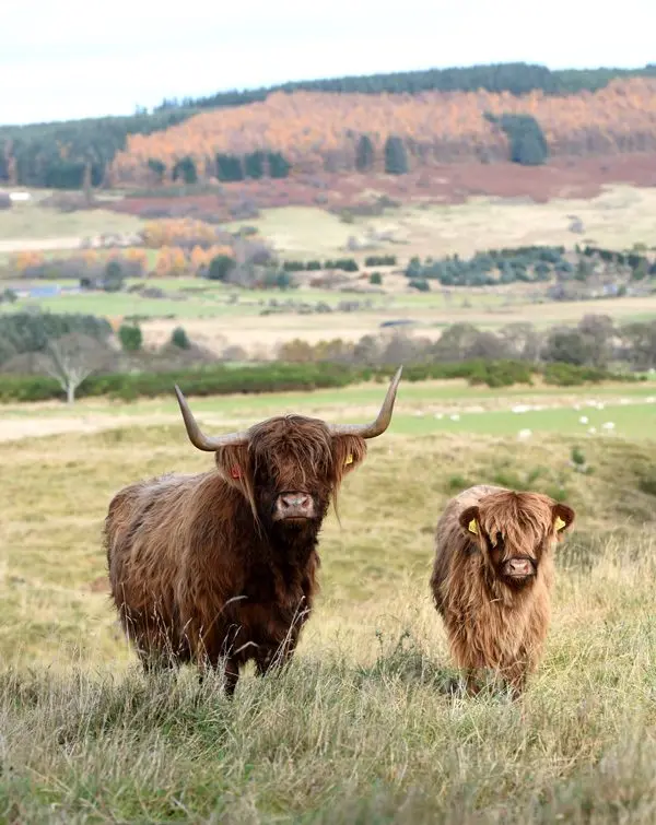 Aberdeenshire Highland Beef photo 1