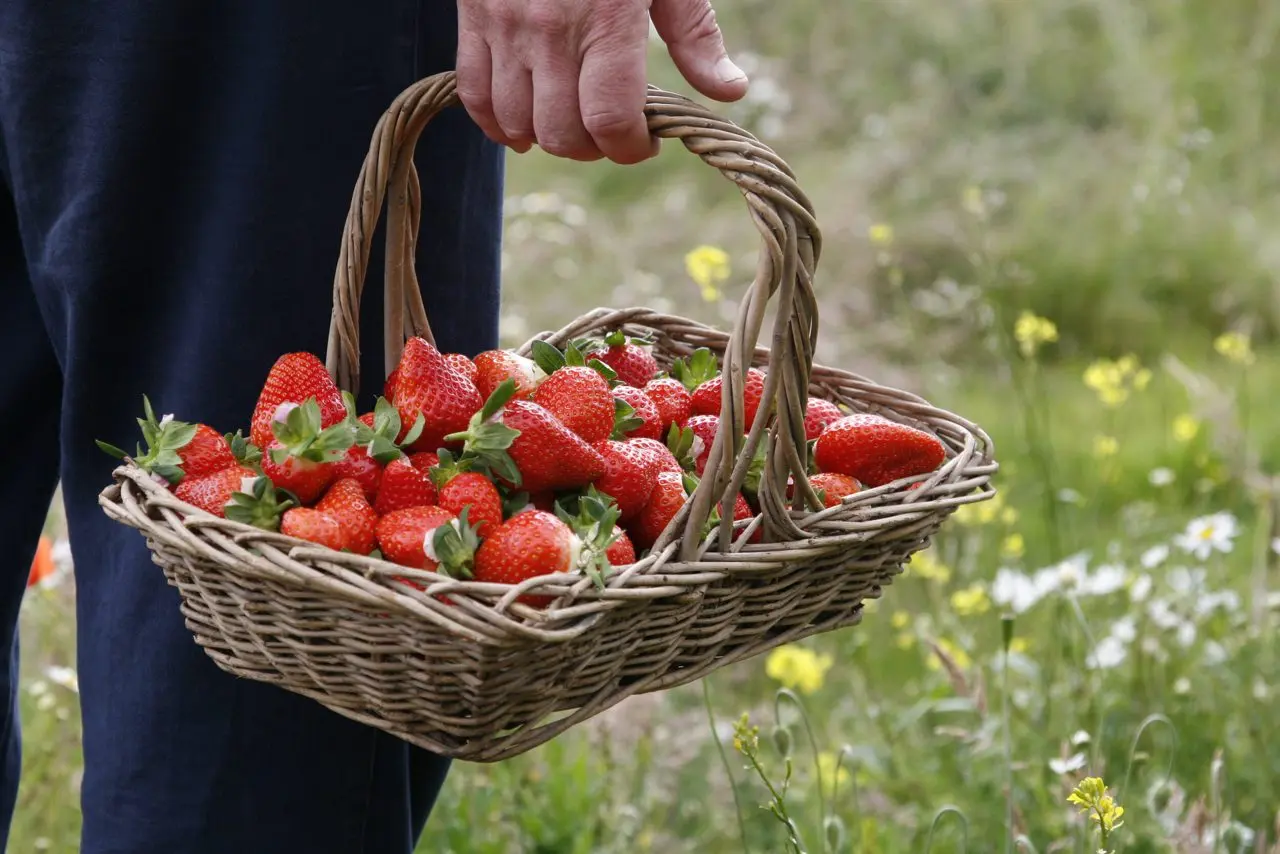 Cairnie Fruit Farm photo 1